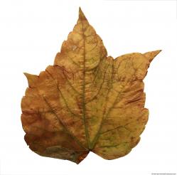 Leaves